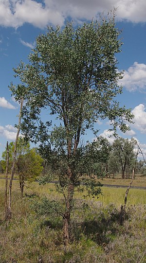 Acacia excelsa habit.jpg