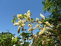 Acacia nigrescens