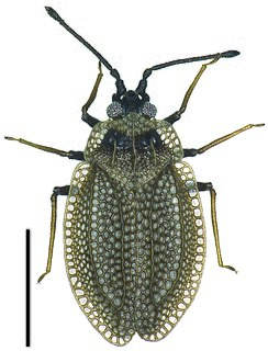 <i>Acalypta marginata</i> Species of insect