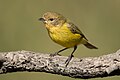 Yellow Thornbill (Acanthiza nana),, Castlereigh nature reserve, New South Wales, Australia