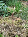 Acis autumnalis opening flower