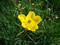 Ranunculus arvensis