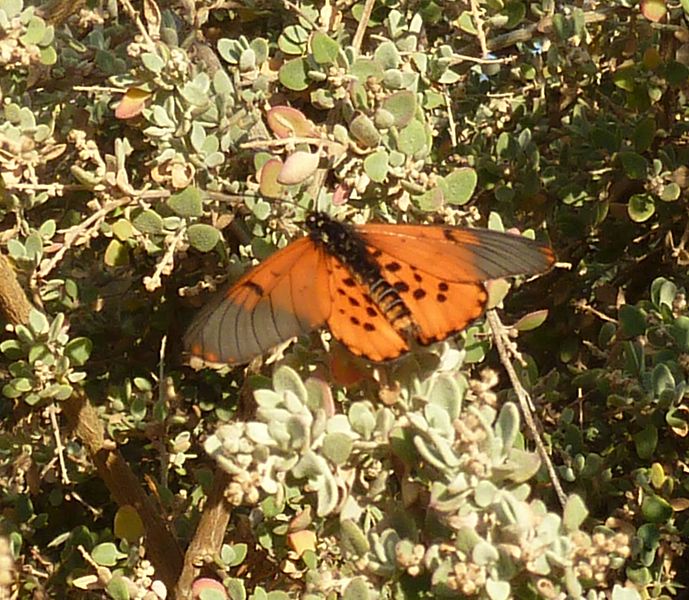 File:Acraea horta, TUT-kampus.jpg