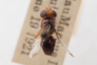 <i>Acrosticta rubida</i> Species of fly