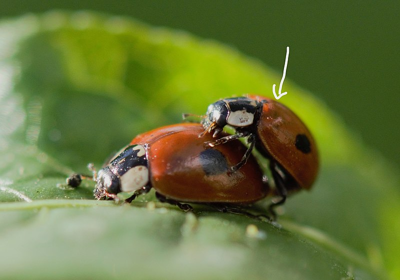 File:Adalia bipunctata 188340163.jpg