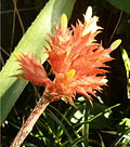 Aechmea flavorosea Inflorescence BotGardBln091006o.jpg