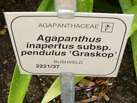 Tập_tin:Agapanthus_inapertus_subsp._pendulus.jpg