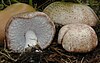 Agaricus subrufescens2.jpg