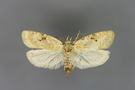 Agonopterix petasitis