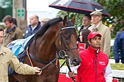 Al Kazeem, who James Doyle rode to win three Group 1 races Al Kazeem at Leopardstown.jpg