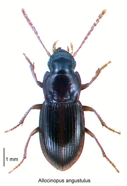 File:Allocinopus angustulus.jpg