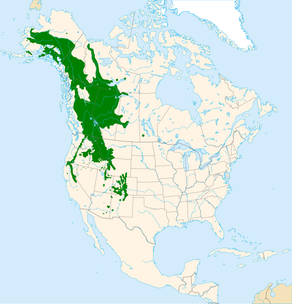 File:Alnus incana subsp tenuifolia range map.svg