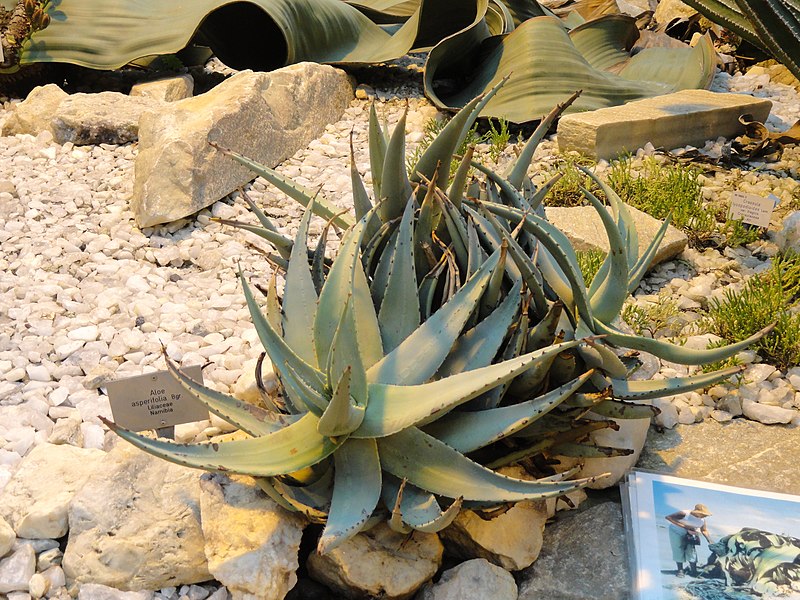 File:Aloe asperifolia - Palmengarten Frankfurt - DSC01749.JPG