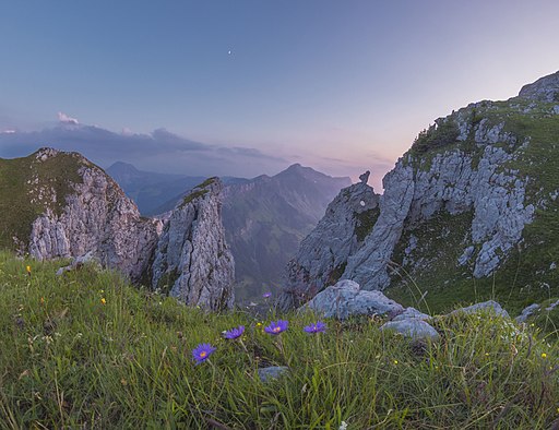 Alpenastern beim Felsdurchbruch südlich des Schibengütsch