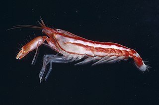 <i>Alpheus astrinx</i> Rare species of shrimp