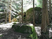 A wild forest Am Titschen in Kohlern bei Bozen.jpg