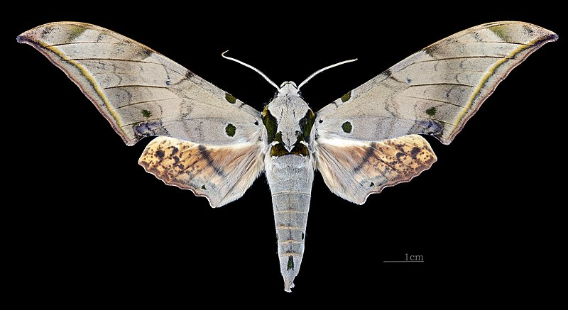 File:Ambulyx sericeipennis sericeipennis MHNT CUT 2010 164 Doi Inthanon Chiang Mai Thailand male dorsal.jpg