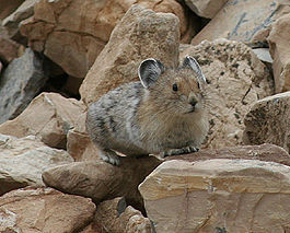 American Pika (Citizen Science) (4428171606).jpg