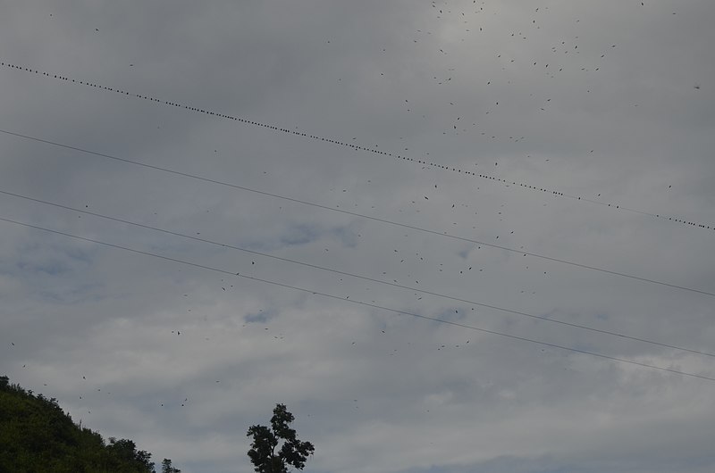 File:Amur Falcon from Doyang reservoir region in Nagaland JEG4797.JPG