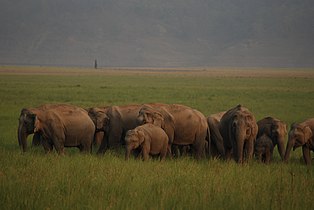 An elephant herd at Jim Corbett National Park.