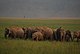 An elephant herd at Jim Corbett National Park.jpg