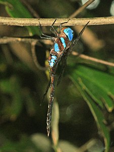 ആൺതുമ്പി