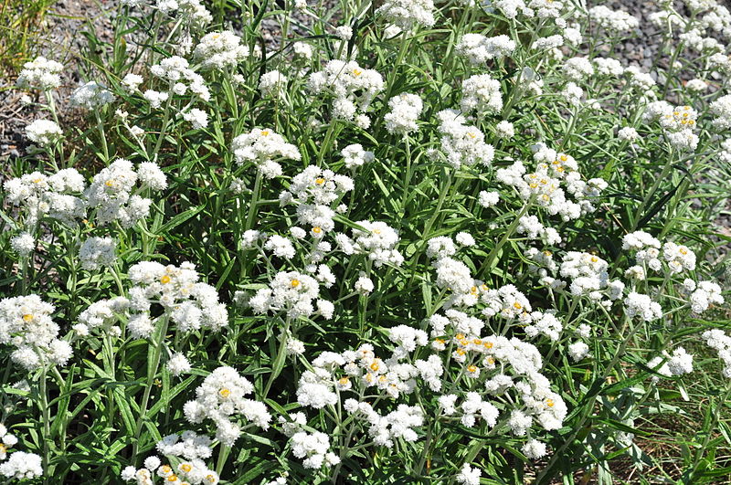 File:Anaphalis margaritacea - Paradise, Mount Rainier, August 2014 - 01.jpg