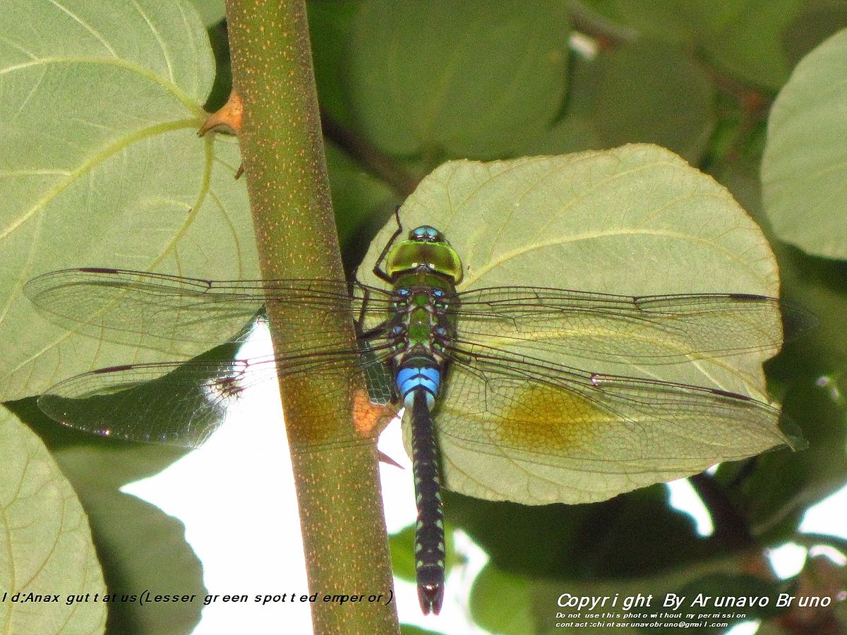 Green Thorn Anax.