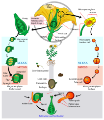 The life cycle of an angiosperm. Angiosperm life cycle diagram-en.svg