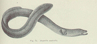 Short-finned eel Species of fish