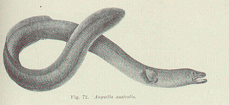 Anguilla_australis