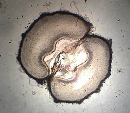 Mikroskopbild av ett uppskuret anisfrö