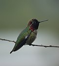 Anna's Hummingbird - San-Xoakin yovvoyi tabiat qo'riqxonasi (4415114665) .jpg