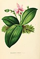 Phalaenopsis violacea Annales d'horticulture et de botanique (1861)