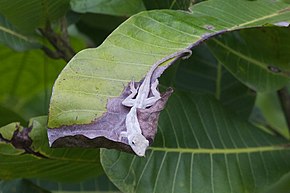 A kép leírása Anolis pentaprion.jpg.