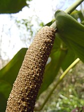 Anthurium grandifolium