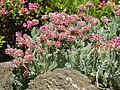 Anthyllis montana ssp. jacquinii