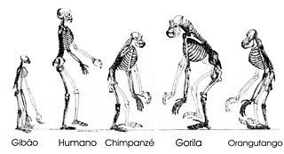 A evolução do significado