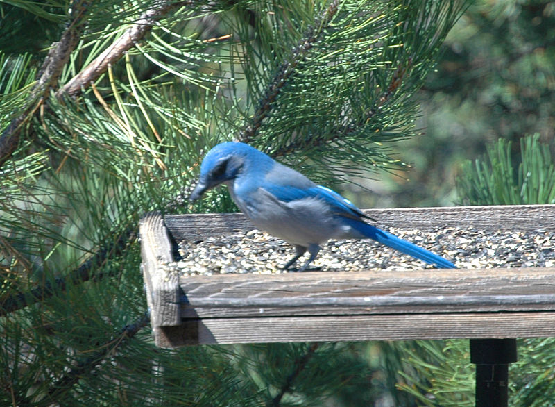 File:Aphelocoma californica woodhouseii Santa Fe NM.jpg