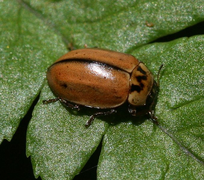 File:Aphidecta obliterata (Larch ladybird) - Flickr - S. Rae (7).jpg