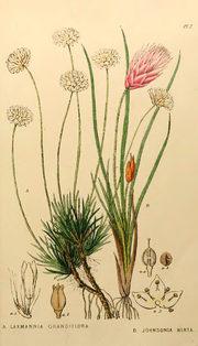 Thumbnail for File:Appendix to the first twenty-three volumes of Edwards's Botanical Register - Plate 7.png