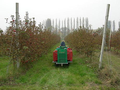 Apple orchard in Ferrara