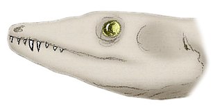 <i>Apsisaurus</i> Extinct genus of tetrapods