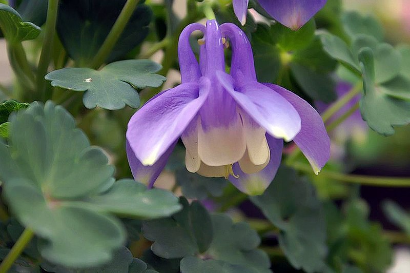 File:Aquilegia flabellata Ministar 0zz.jpg