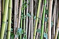 wikitech:File:Arboretum Park Dendrarium. Bamboo Grove.jpg