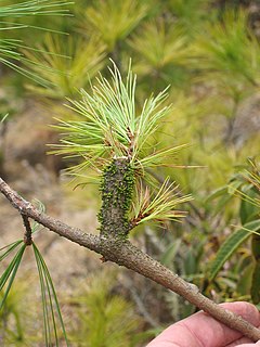 <i>Arceuthobium minutissimum</i> Species of dwarf mistletoe