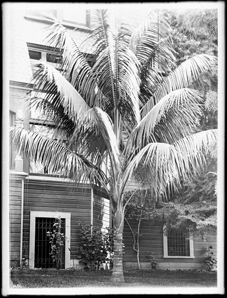 File:Arica Boneri palm tree, ca.1920 (CHS-1486).jpg