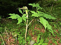 Arisaema galeiforme