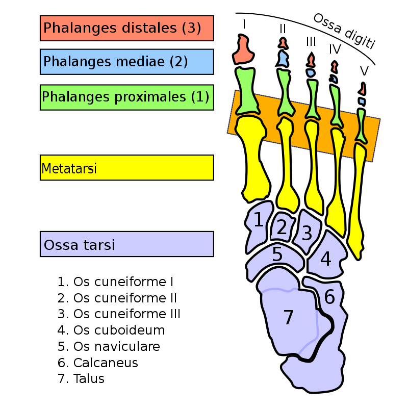 Metatarsophalangeal joints Wikipedia