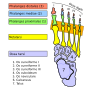 Thumbnail for Metatarsophalangeal joints